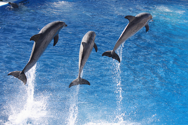Picture of 3 dolphins fleeing, please ignore that there is actually 4th one in the background 