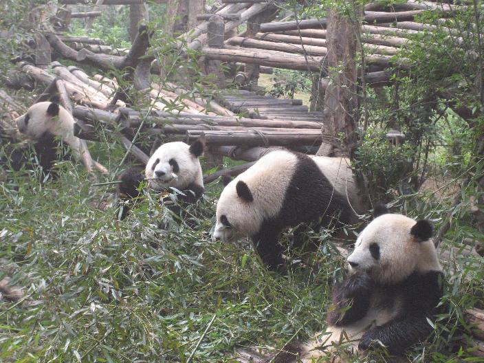 Picture of 4 pandas who are very well hidden