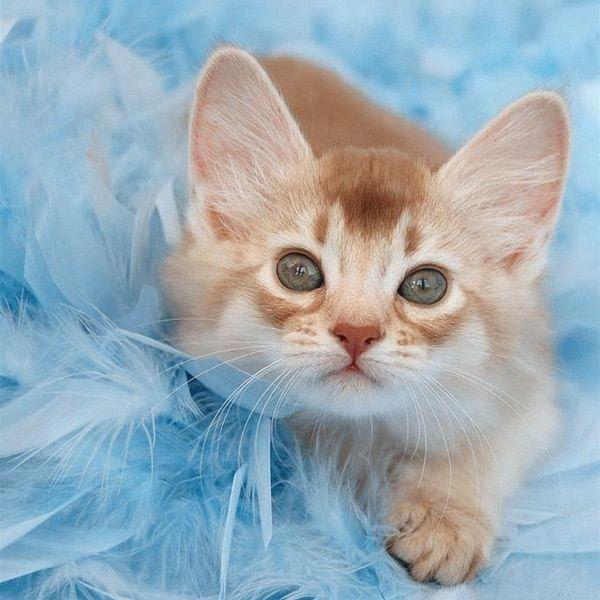 Picture of a very cute kitten who will be watching intently the chaos that is about to ensue.